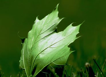 Sustainable Future
